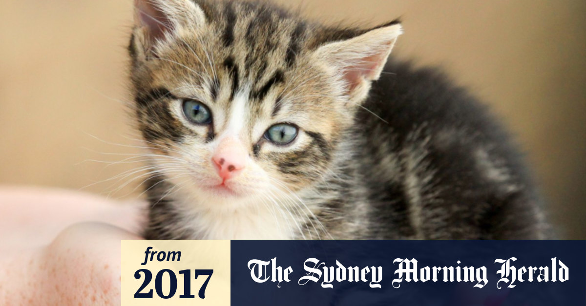 You've gotta be kitten me New cologne aims to make you smell like cat fur